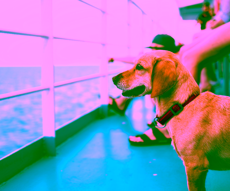 Dog on a cruise
