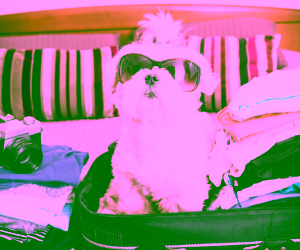 Dog on a Cruise blog cover