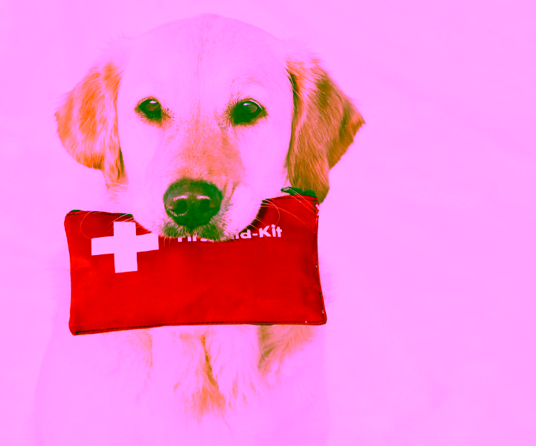 Dog holding first-aid kit