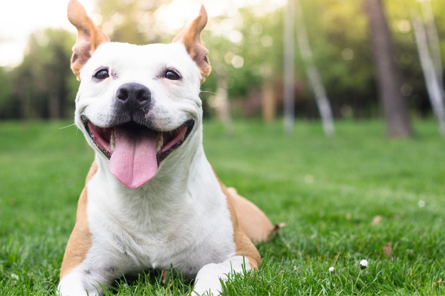 Most Underrated Dog Breeds