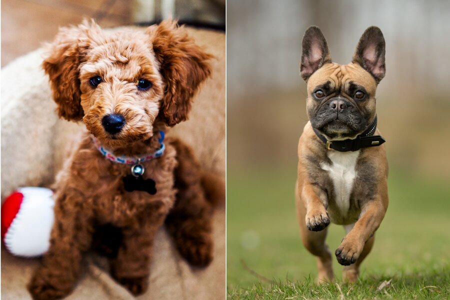 2 Dog Breeds for Seniors Toy Poodle French Bulldog