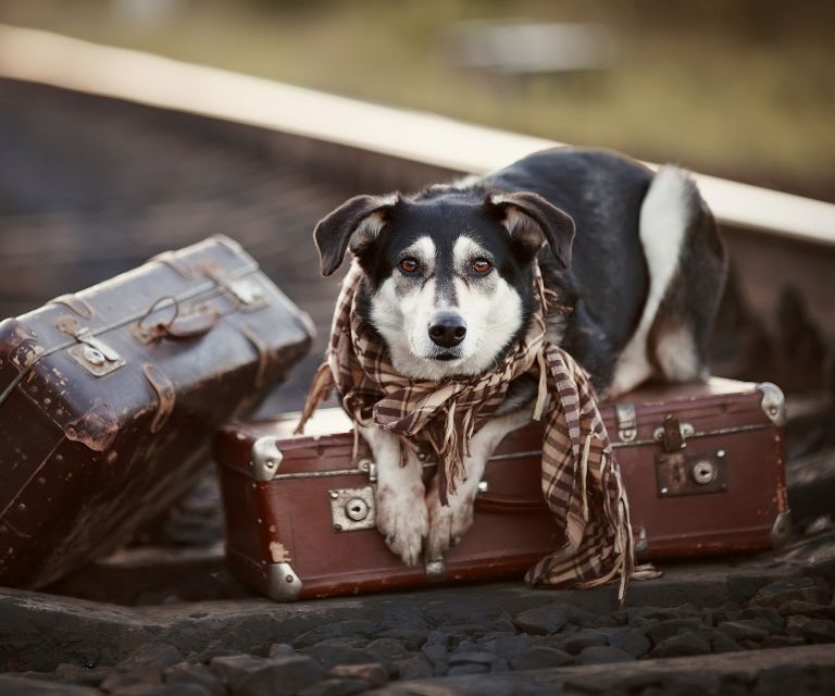Amtrak and Pets Cover photo - Dog on a suitcase