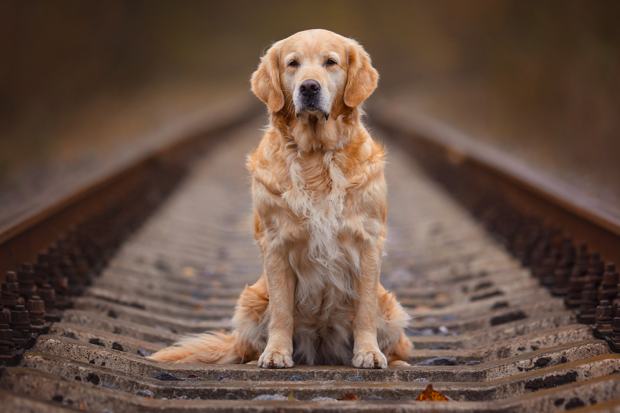 Can Dogs Ride on Amtrak? Cover