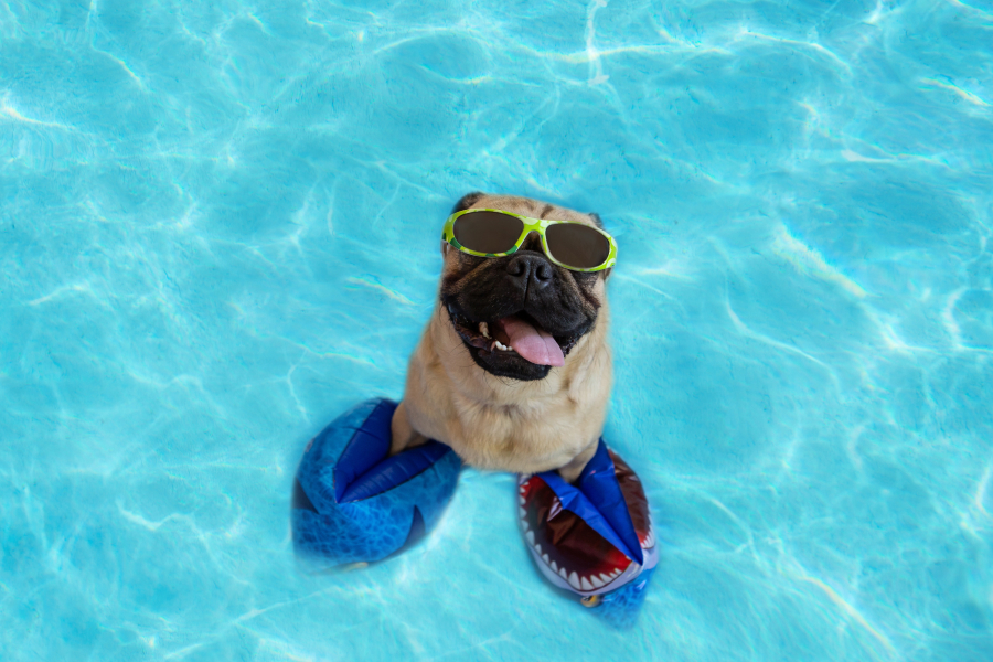 Dog at waterpark