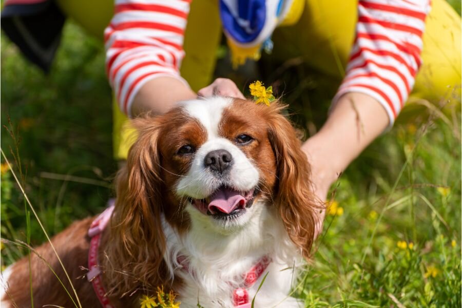 Cavelier King Charles Spaniel 1