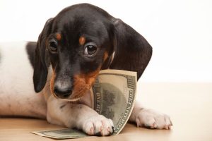 Cost of a Dog Cover Photo