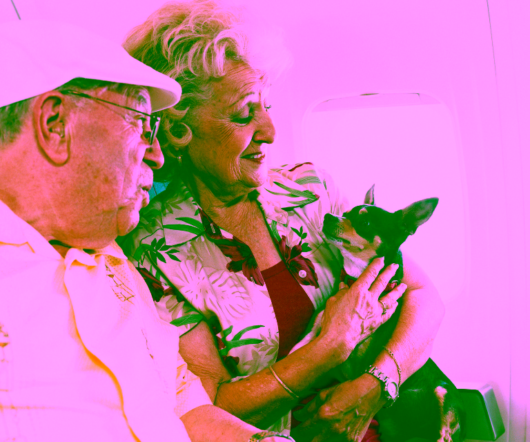 American Airlines Service Animal Policy - Lap Animal