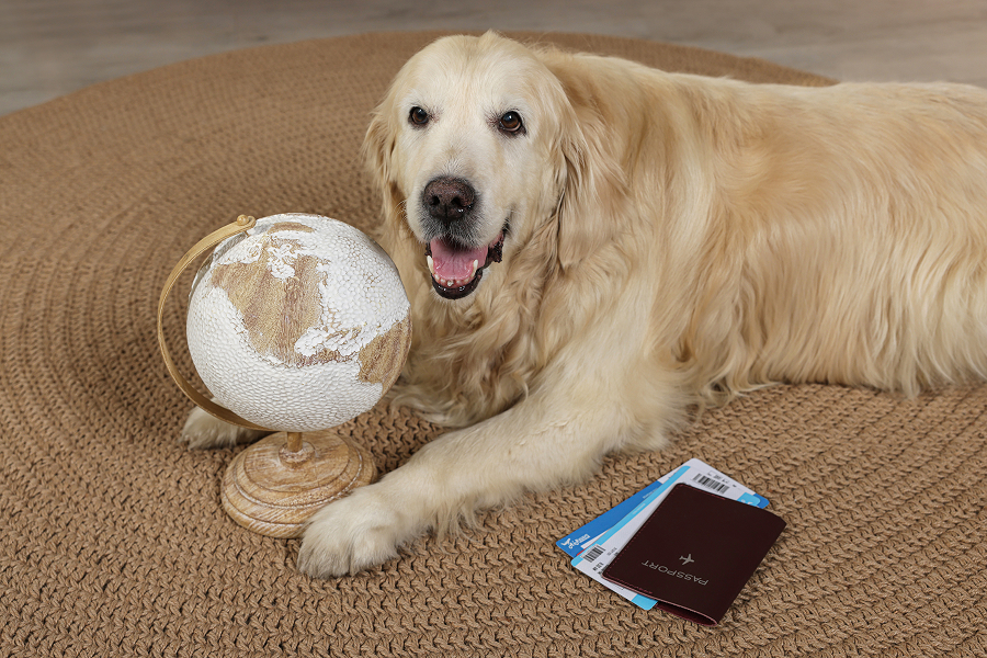 American Airlines Service Animal Policy 2023 Cover