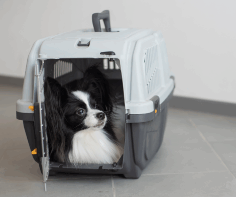 2023 Delta Air Lines Service Animal Policy
