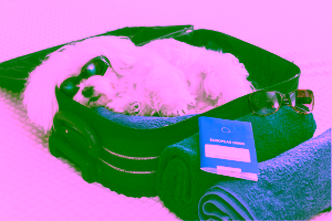 Spirit Airlines Service Animal Policy Cover Photo