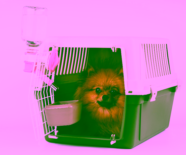 Spirit Airlines Service Animal Policy - dog in carrier