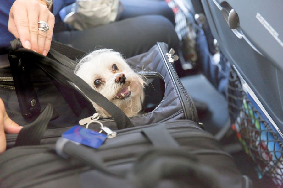 United airline outlet pet carrier