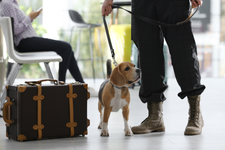 Are service dogs allowed in hotels?