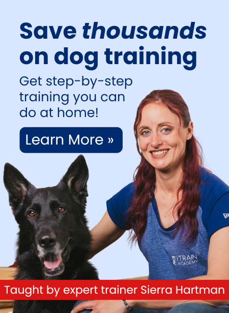 Dog training with Sierra Hartman