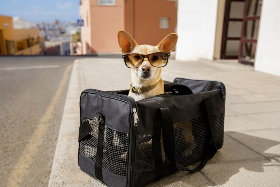 American Airlines Pet Policy cover photo