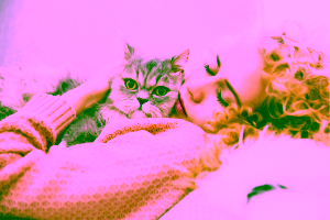 Emotional Comfort Animal Cover Photo