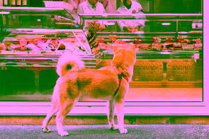 Can I bring my dog into Whole Foods?