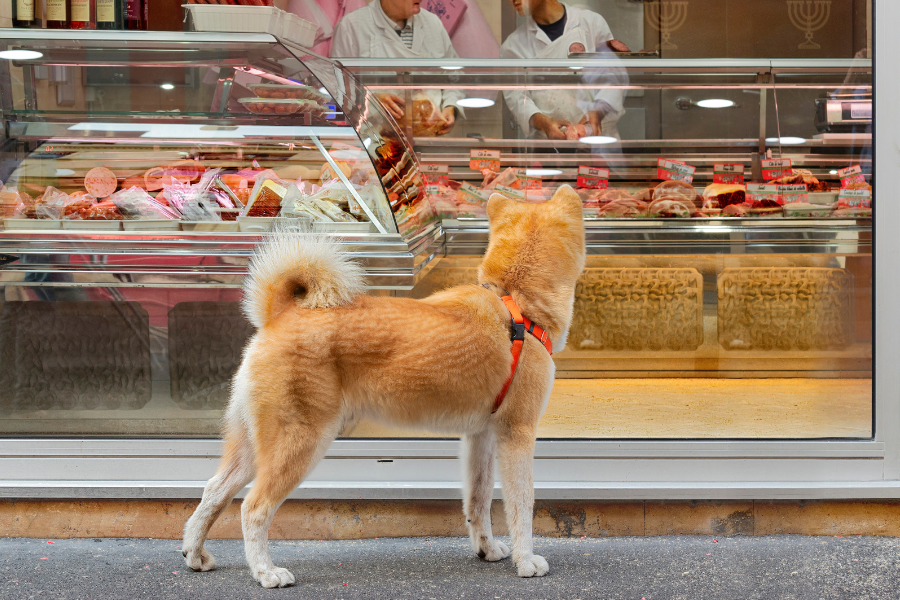 Can I bring my dog into Whole Foods?