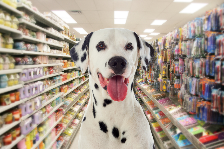 Can I Bring My Dog Into Hobby Lobby?