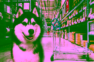 Can I bring my dog into IKEA?
