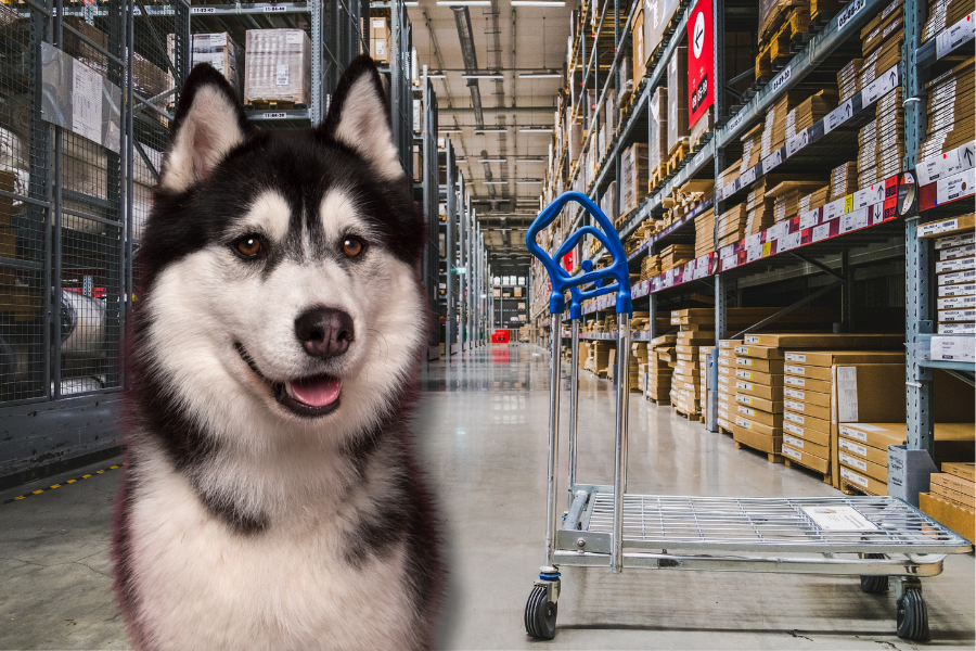 Can I bring my dog into IKEA?