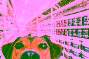 Can I Bring My Dog Into Lowe's?
