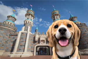 Can I Bring My Dog to Disney World? Cover