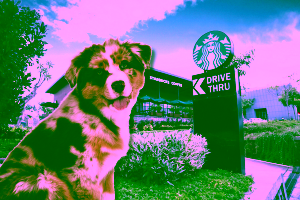 Can I bring my dog into Starbucks?
