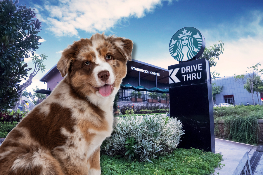 Can I bring my dog into Starbucks?