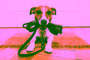 Dog Sitting Prices Cover