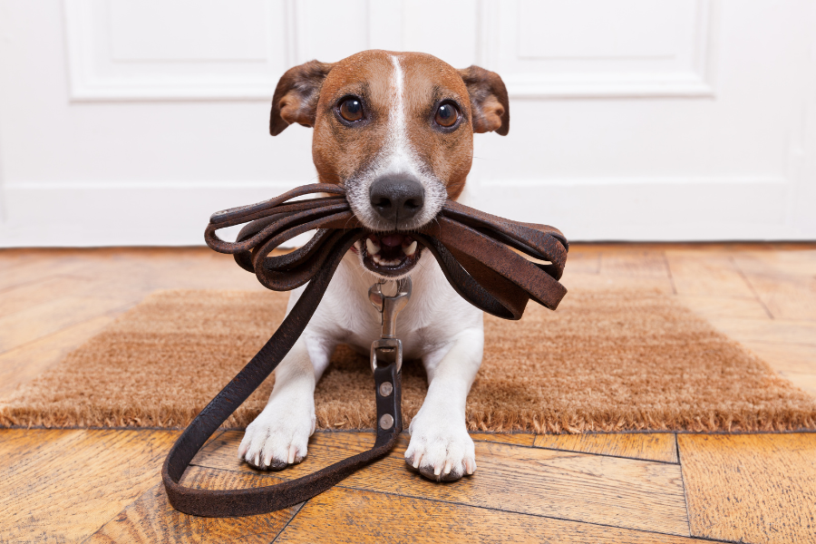 Dog Sitting Prices Cover