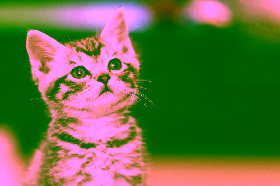 How to Find a Lost or Missing Cat: The Complete Guide to Reuniting with Your Feline Friend 3 How to find a lost cat How to find a missing cat