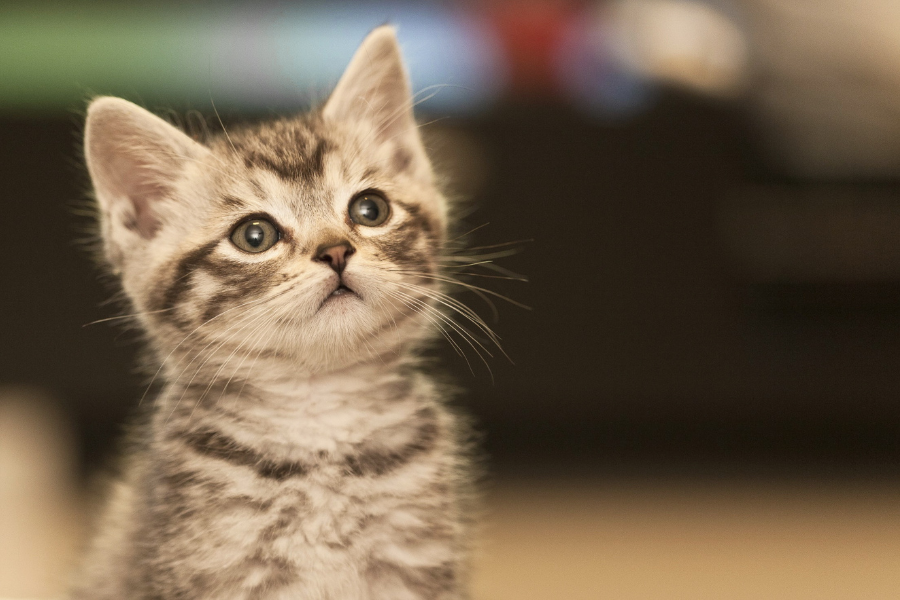 How to find a lost cat How to find a missing cat