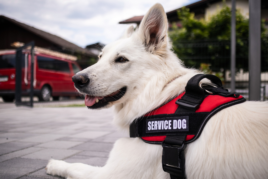 What Disabilities Qualify for a Service Dog? Cover