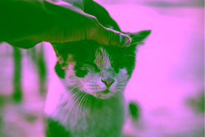 Therapeutic cat cover