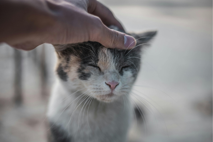 What Is a Therapeutic Cat & What Do They Do? 16 Therapeutic cat cover