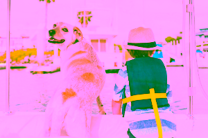 Dog-Friendly Cruise Ships Cover