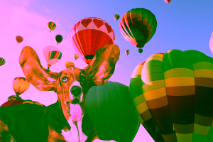Dog-Friendly Hotels in Albuquerque Cover