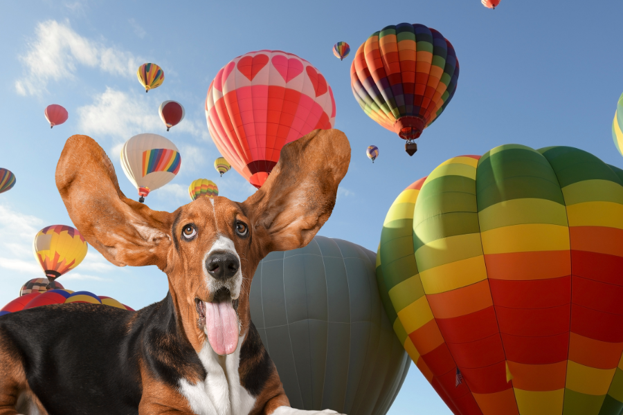 Dog-Friendly Hotels in Albuquerque Cover