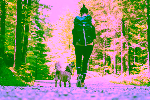 Dog-Friendly Hotels in Gatlinburg Cover