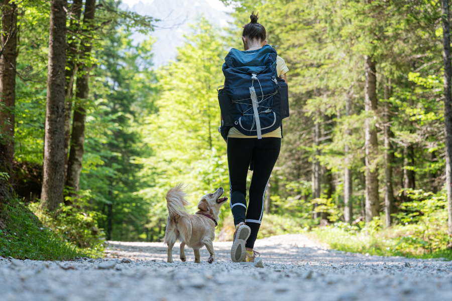 Dog-Friendly Hotels in Gatlinburg Cover