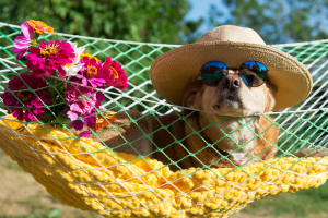 Dog-Friendly Hotels in Key West Cover