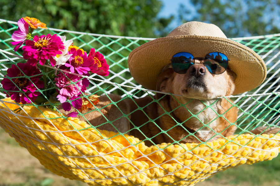 Dog-Friendly Hotels in Key West Cover