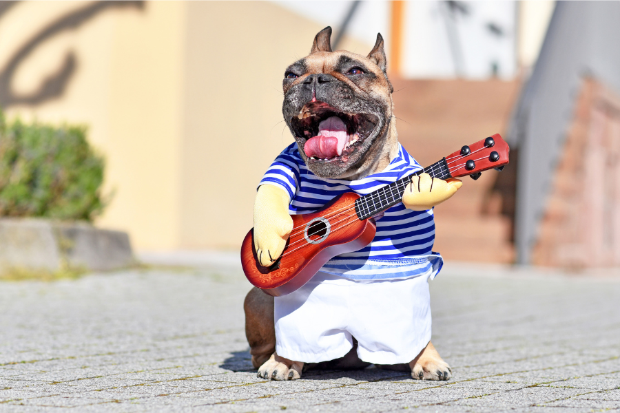 Dog-Friendly Hotels in Nashville Cover