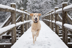 Dog-Friendly Hotels in Park City Cover
