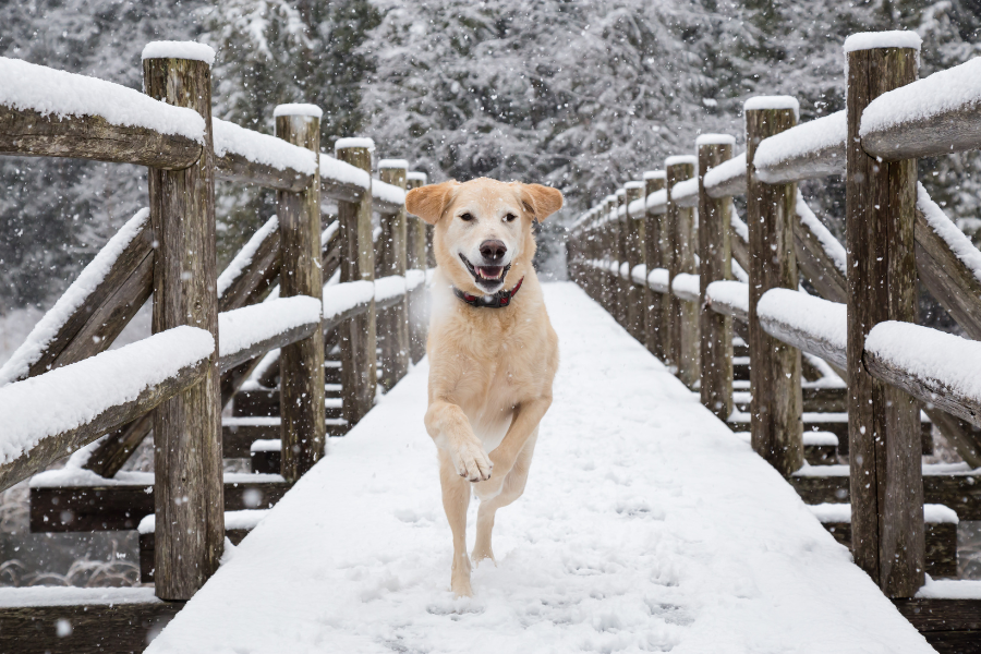 Dog-Friendly Hotels in Park City Cover
