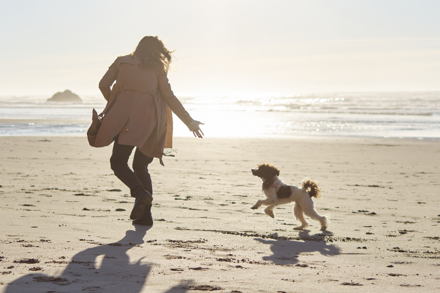 Dog-Friendly Hotels in Pensacola Cover