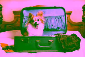 Dog-Friendly Hotels in San Antonio Cover