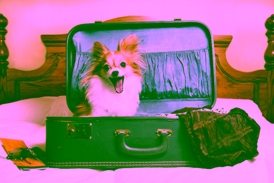 The Best Hotels for Dog Lovers in San Antonio, TX 15 Dog-Friendly Hotels in San Antonio Cover