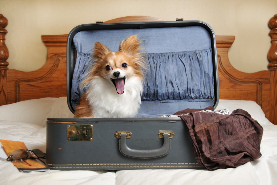 Dog-Friendly Hotels in San Antonio Cover